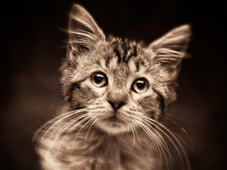 Michael Hart Photography
