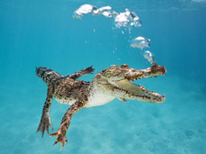 mauritius Images GmbH