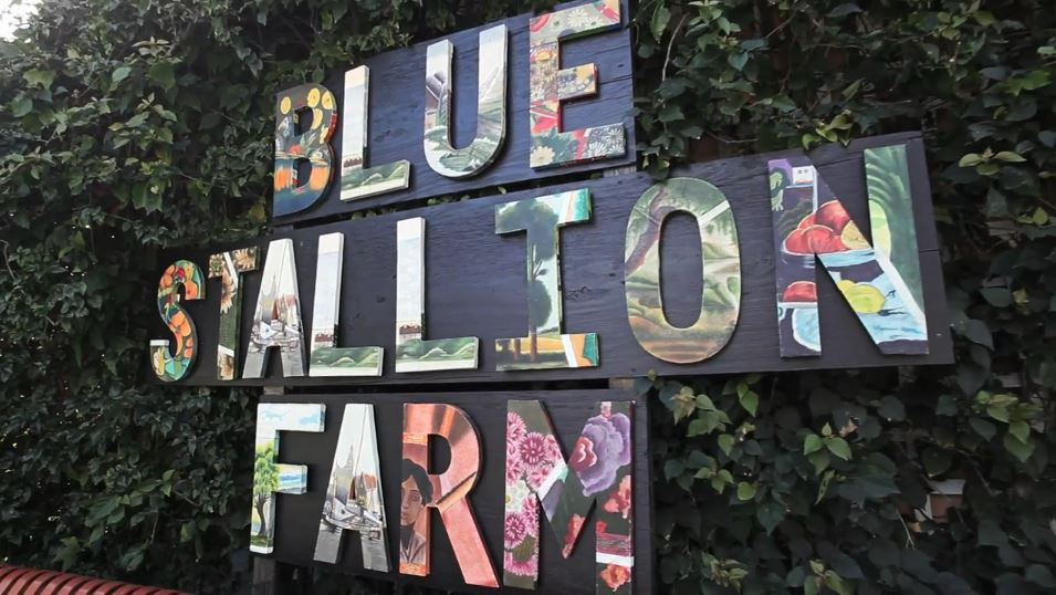 Blue Stallion Farm