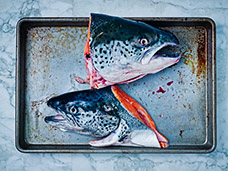 FOOD & DRINK PHOTOGRAPHY + MOTION